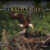 Inside A Bald Eagle's Nest 2 Inside A Bald Eagle's Nest -Wildlife Professional Books 216897