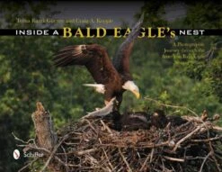 Inside A Bald Eagle's Nest