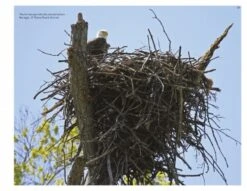Inside A Bald Eagle's Nest -Wildlife Professional Books 216897 2