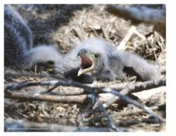 Inside A Bald Eagle's Nest -Wildlife Professional Books 216897 3