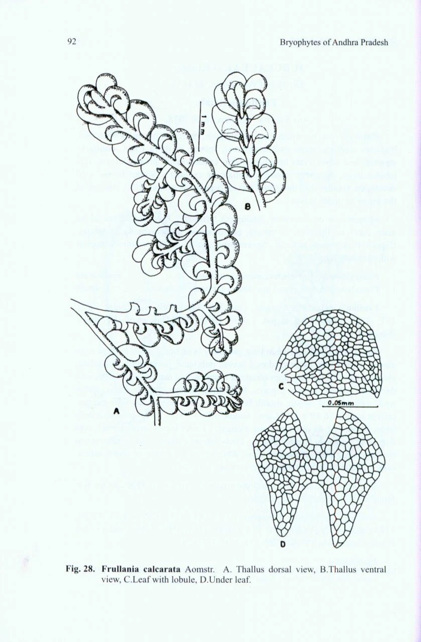 Bryophytes Of Andhra Pradesh 4 Bryophytes Of Andhra Pradesh - Image 2