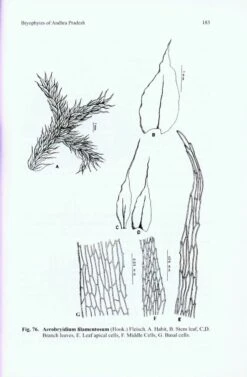 Bryophytes Of Andhra Pradesh 10 Bryophytes Of Andhra Pradesh -Wildlife Professional Books 216998 3