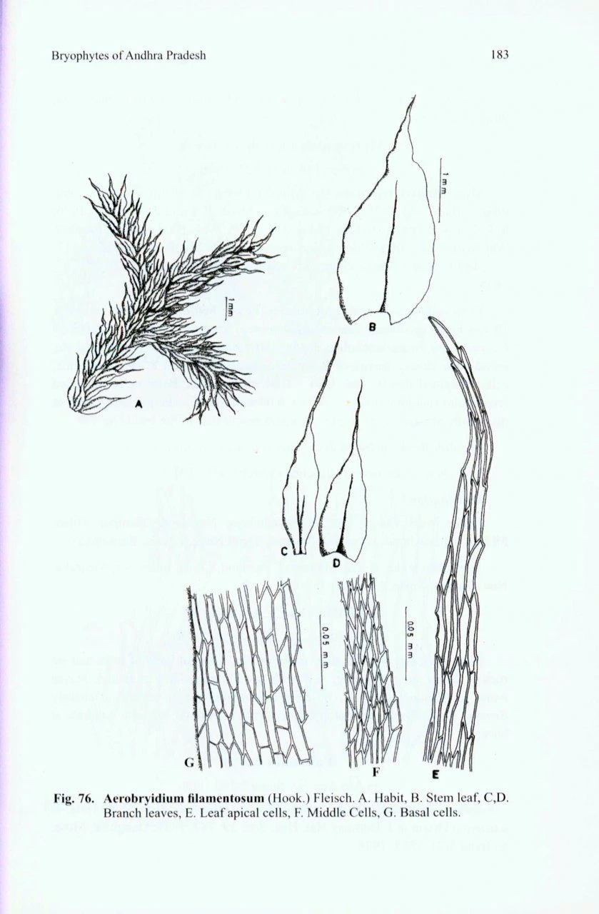 Bryophytes Of Andhra Pradesh 6 Bryophytes Of Andhra Pradesh - Image 4