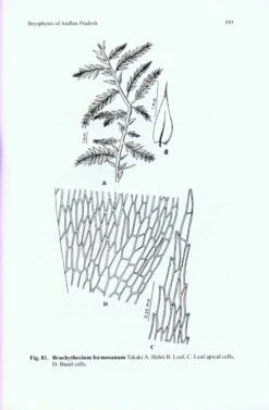 Bryophytes Of Andhra Pradesh 11 Bryophytes Of Andhra Pradesh -Wildlife Professional Books 216998 4