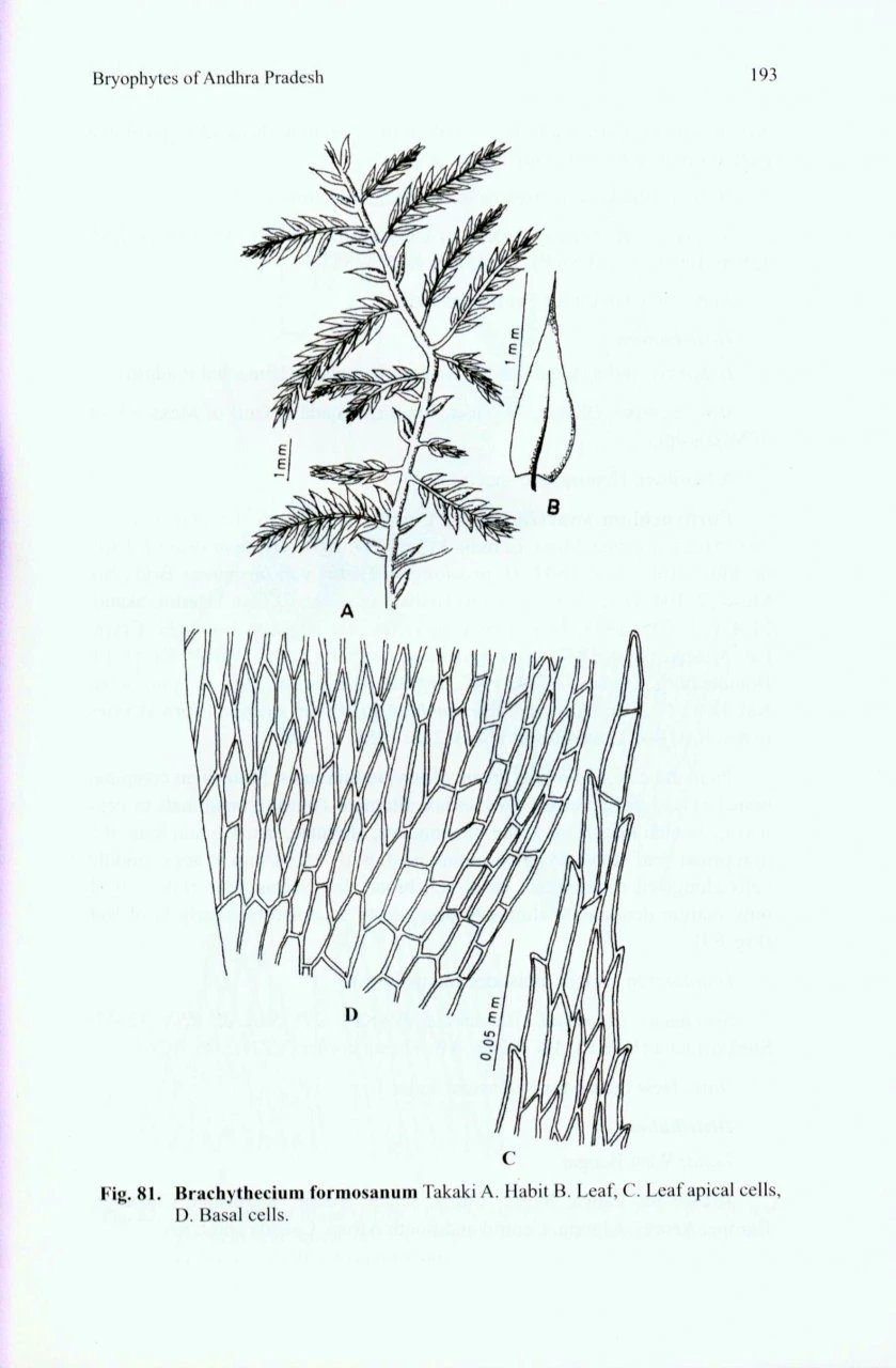 Bryophytes Of Andhra Pradesh 7 Bryophytes Of Andhra Pradesh - Image 5