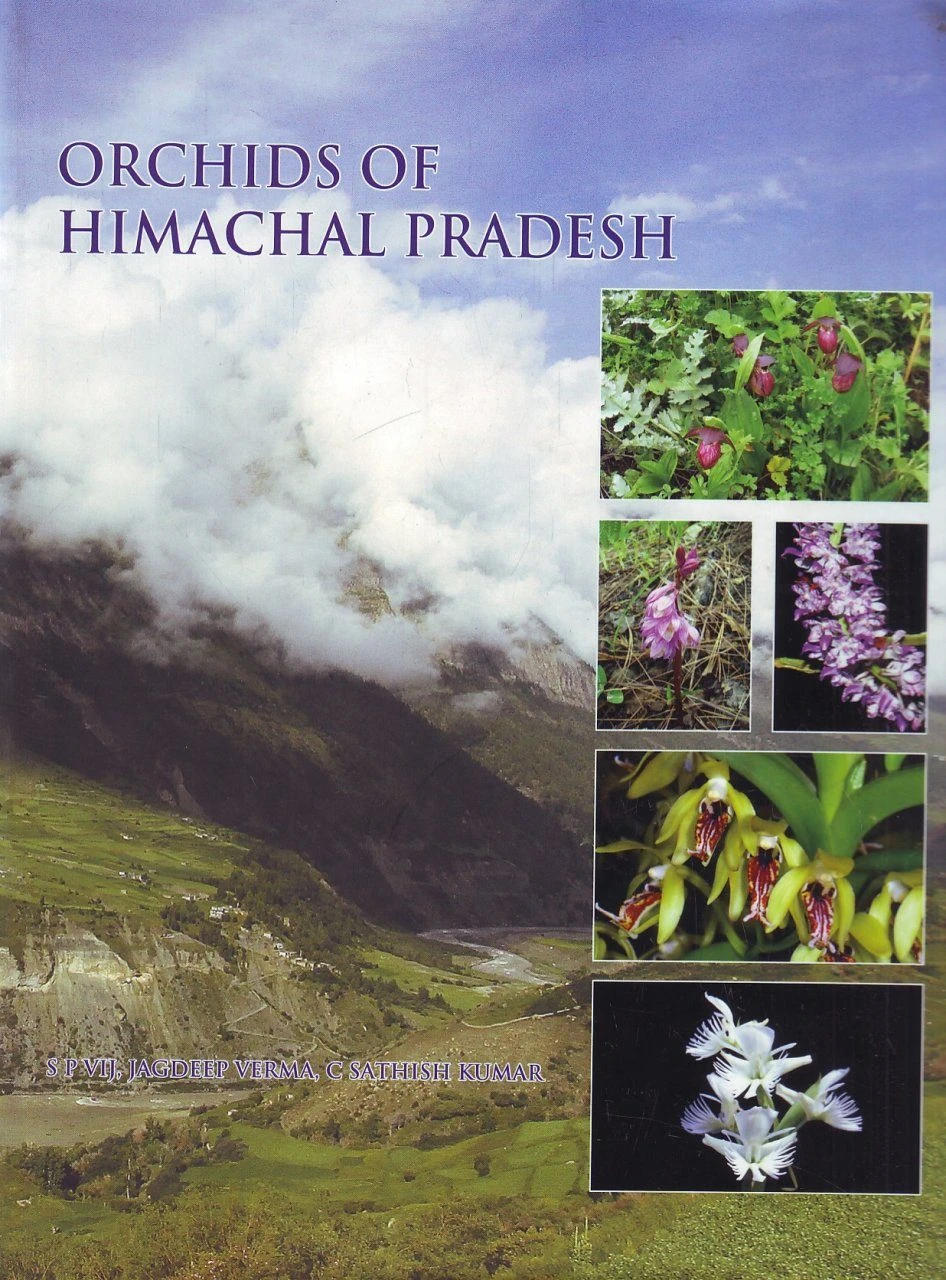 Orchids Of Himachal Pradesh 3 Orchids Of Himachal Pradesh