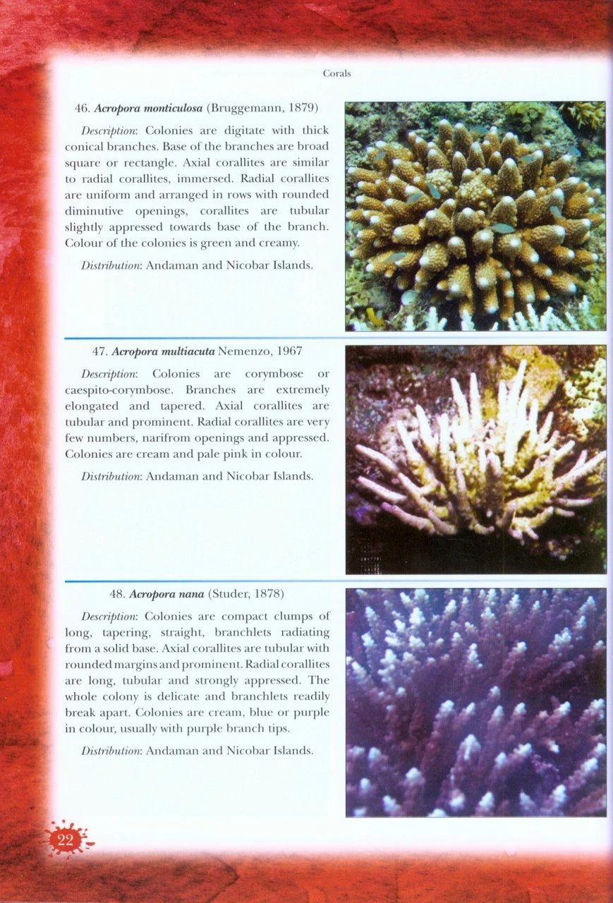 Protected Marine Animals Of India 4 Protected Marine Animals Of India - Image 2