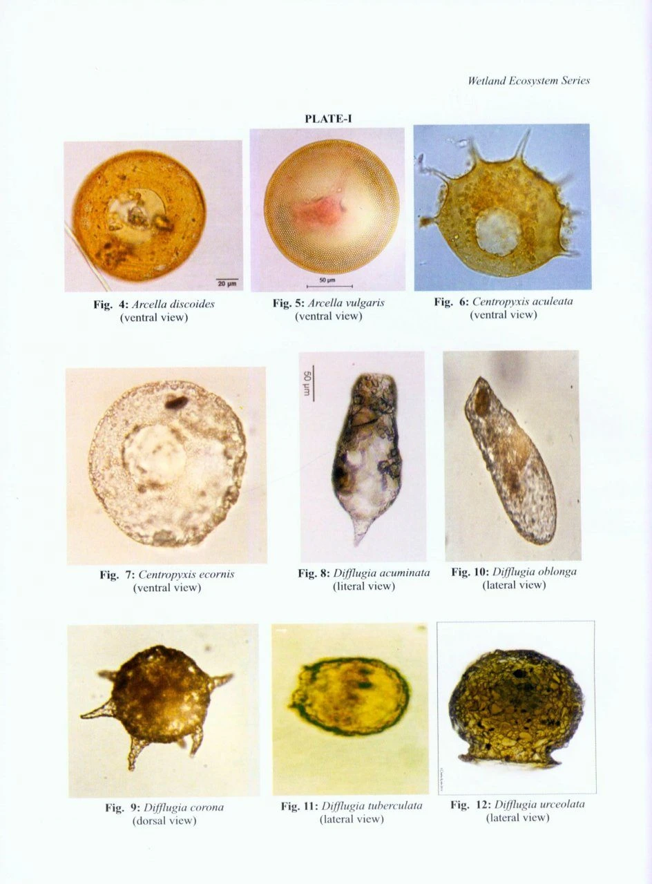 Faunal Diversity Of Aquatic Invertebrates Of Deepor Beel (a Ramsar Site), Assam, Northeast India 4 Faunal Diversity Of Aquatic Invertebrates Of Deepor Beel (a Ramsar Site), Assam, Northeast India - Image 2