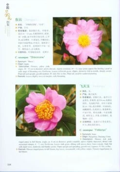 Camellias Of China [English / Chinese] -Wildlife Professional Books 217717 3