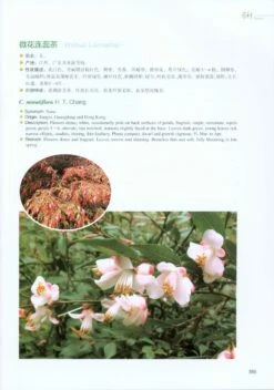 Camellias Of China [English / Chinese] -Wildlife Professional Books 217717 4