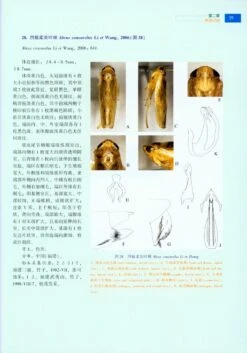 Bamboo-Feeding Leafhoppers In China [Chinese] -Wildlife Professional Books 217718 2