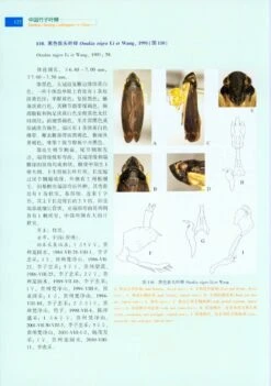 Bamboo-Feeding Leafhoppers In China [Chinese] -Wildlife Professional Books 217718 3