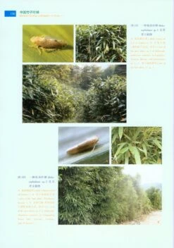 Bamboo-Feeding Leafhoppers In China [Chinese] -Wildlife Professional Books 217718 4