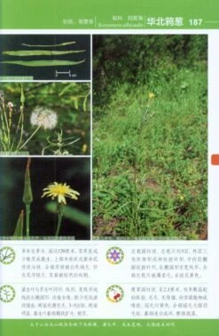 Colour Atlas Of Common Plants From Daxing'Anling Mountain [Chinese] -Wildlife Professional Books 217719 2