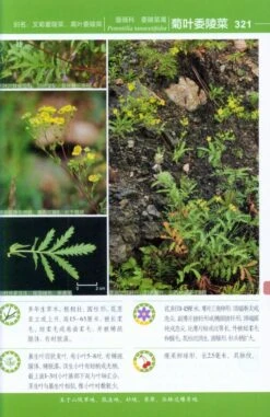Colour Atlas Of Common Plants From Daxing'Anling Mountain [Chinese] -Wildlife Professional Books 217719 4