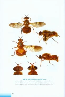 Stratiomyoidea Of China [Chinese] -Wildlife Professional Books 217919 4