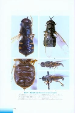 Stratiomyoidea Of China [Chinese] -Wildlife Professional Books 217919 5