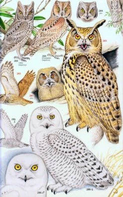 A Photographic Guide To The Birds Of India 13 A Photographic Guide To The Birds Of India -Wildlife Professional Books 218204 4