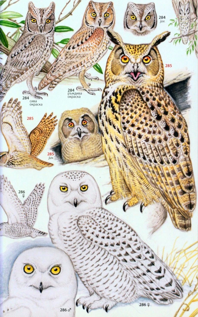 A Photographic Guide To The Birds Of India 7 A Photographic Guide To The Birds Of India - Image 5