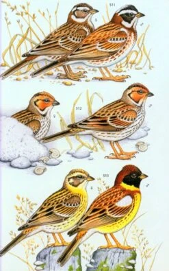 A Photographic Guide To The Birds Of India 15 A Photographic Guide To The Birds Of India -Wildlife Professional Books 218204 6