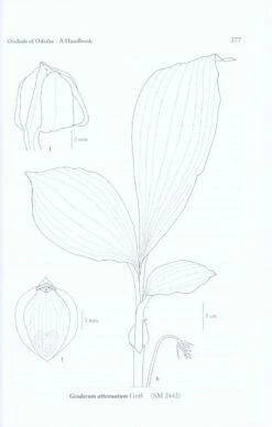 Orchids Of Odisha 9 Orchids Of Odisha -Wildlife Professional Books 218856 2