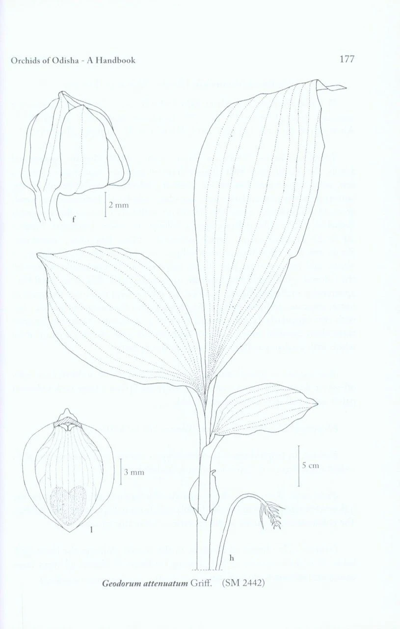 Orchids Of Odisha 5 Orchids Of Odisha - Image 3