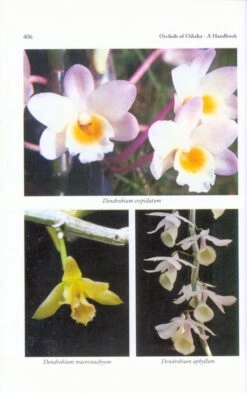Orchids Of Odisha 11 Orchids Of Odisha -Wildlife Professional Books 218856 4