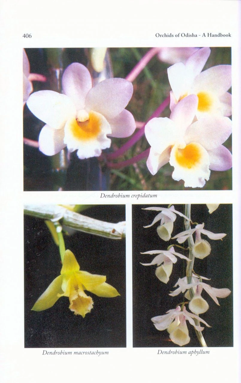 Orchids Of Odisha 7 Orchids Of Odisha - Image 5