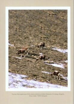 CIC Caprinae Atlas Of The World (2-Volume Set) 19 CIC Caprinae Atlas Of The World (2-Volume Set) -Wildlife Professional Books 218886 02