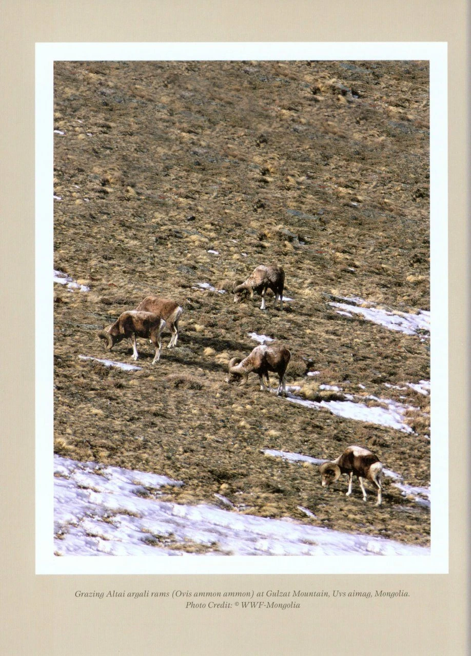 CIC Caprinae Atlas Of The World (2-Volume Set) 5 CIC Caprinae Atlas Of The World (2-Volume Set) - Image 3