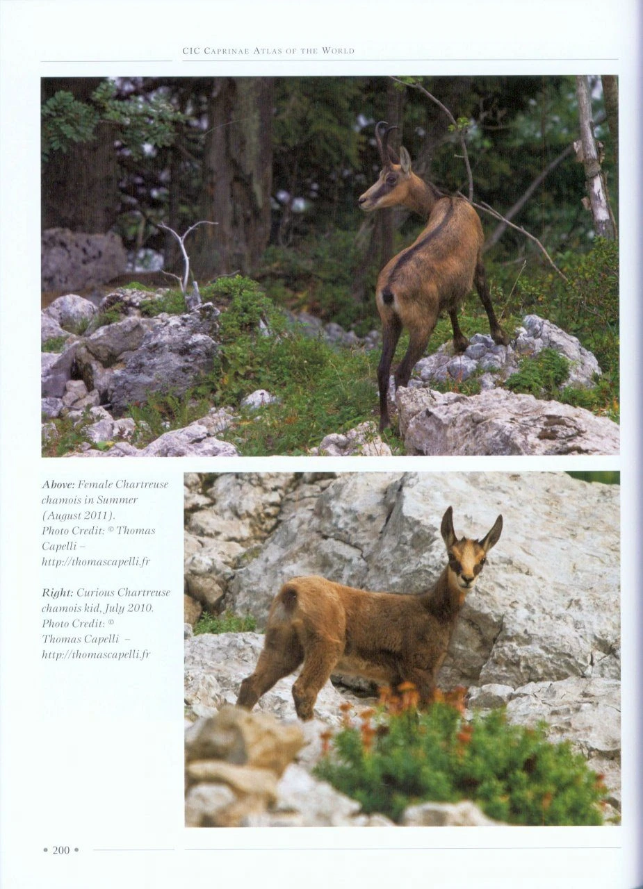 CIC Caprinae Atlas Of The World (2-Volume Set) 11 CIC Caprinae Atlas Of The World (2-Volume Set) - Image 9