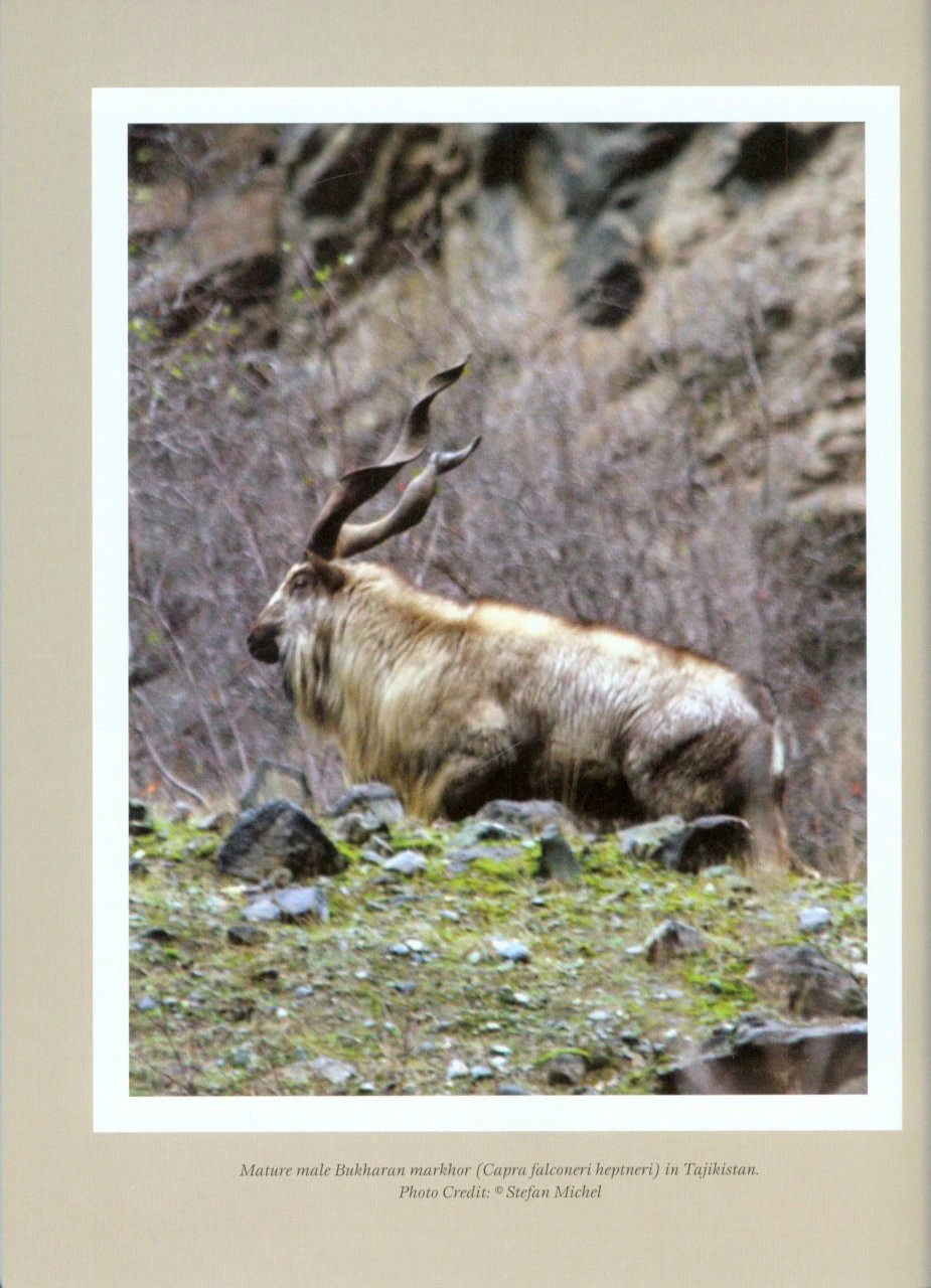 CIC Caprinae Atlas Of The World (2-Volume Set) 13 CIC Caprinae Atlas Of The World (2-Volume Set) - Image 11