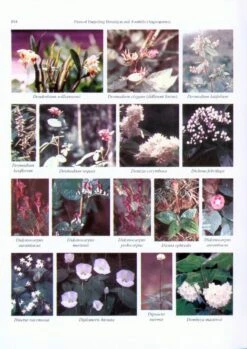 Flora Of Darjeeling Himalayas And Foothills (Angiosperms) 9 Flora Of Darjeeling Himalayas And Foothills (Angiosperms) -Wildlife Professional Books 219088 3