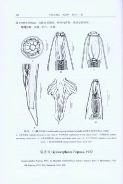 Fauna Sinica: Invertebrata, Volume 51: Nematoda: Rhabditida: Strongylata (II) [Chinese] -Wildlife Professional Books 219241 2