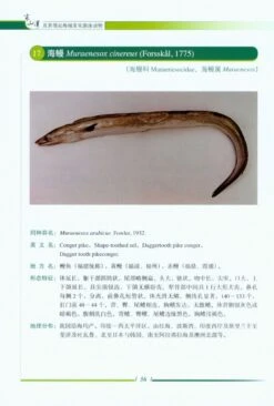 Nekton In Dongshan Bay And Adjacent Areas, China [Chinese] -Wildlife Professional Books 219546 1