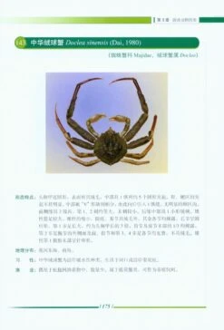 Nekton In Dongshan Bay And Adjacent Areas, China [Chinese] -Wildlife Professional Books 219546 4