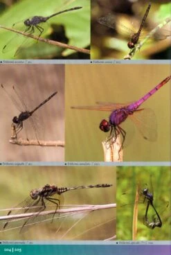 The Dragonflies And Damselflies Of Eastern Africa -Wildlife Professional Books 219700 4