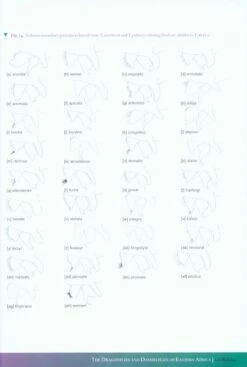 The Dragonflies And Damselflies Of Eastern Africa -Wildlife Professional Books 219700 5