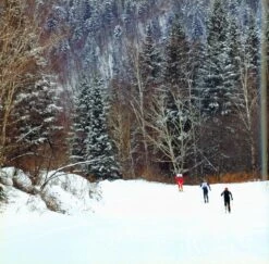 Diverse Forests Of China [English / Chinese] -Wildlife Professional Books 219730 2
