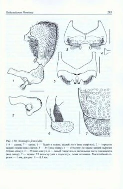Pchely Podsemeistv Rophitinae I Nomiinae (Hymenoptera, Halictidae) Rossii I Sopredel'nykh Territorii [Bees Of The Subfamilies Rophitinae And Nomiinae (Hymenoptera, Halictidae) Of Russia And Adjacent Territories] -Wildlife Professional Books 219843 3