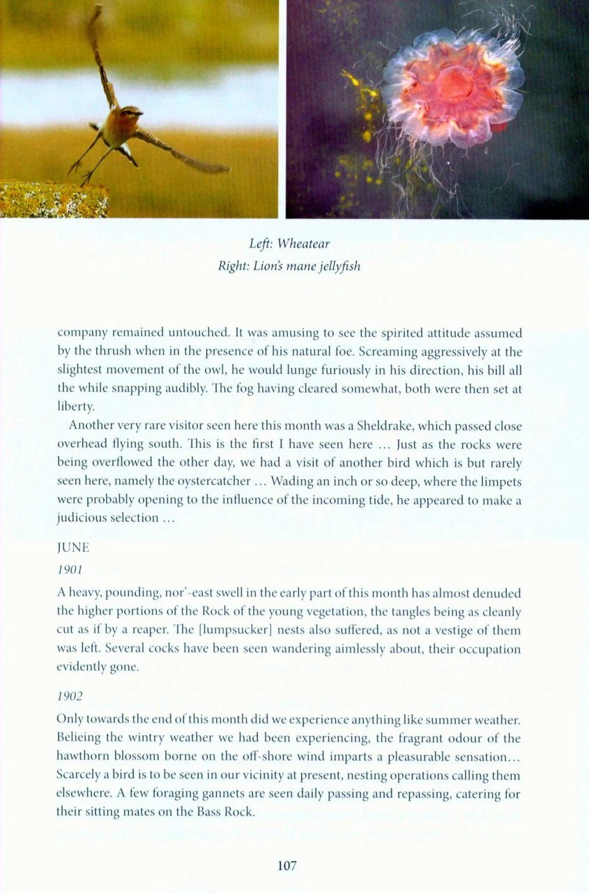 A Natural History Of Lighthouses 6 A Natural History Of Lighthouses - Image 4