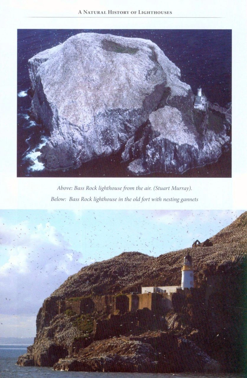 A Natural History Of Lighthouses 7 A Natural History Of Lighthouses - Image 5