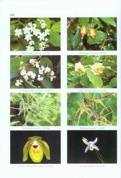 The Checklist Of Cultivated Plants Of Shanghai Chenshan Botanical Garden 7 The Checklist Of Cultivated Plants Of Shanghai Chenshan Botanical Garden -Wildlife Professional Books 220113 2