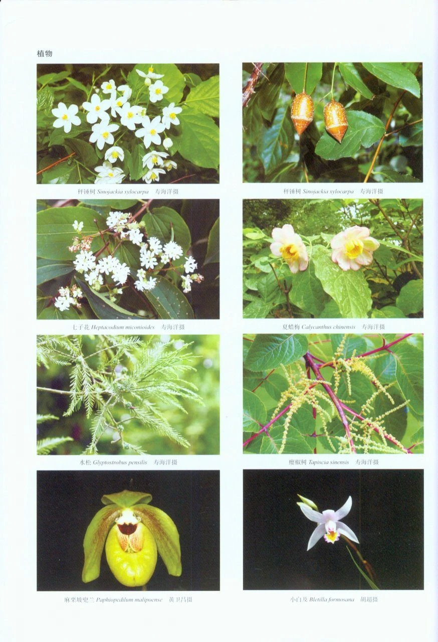 The Checklist Of Cultivated Plants Of Shanghai Chenshan Botanical Garden 5 The Checklist Of Cultivated Plants Of Shanghai Chenshan Botanical Garden - Image 3