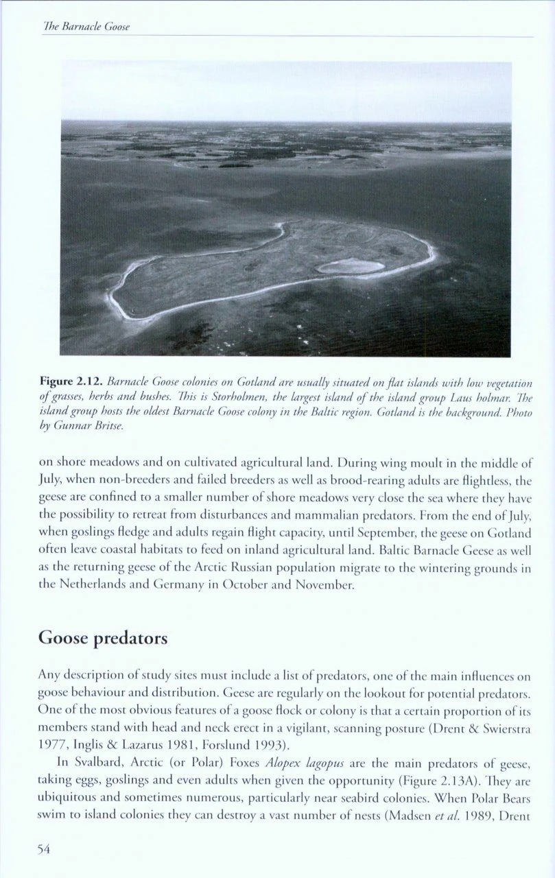 The Barnacle Goose 4 The Barnacle Goose - Image 2