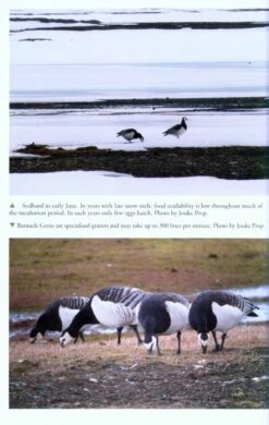 The Barnacle Goose 9 The Barnacle Goose -Wildlife Professional Books 220335 2