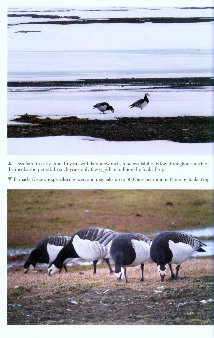 The Barnacle Goose 5 The Barnacle Goose - Image 3