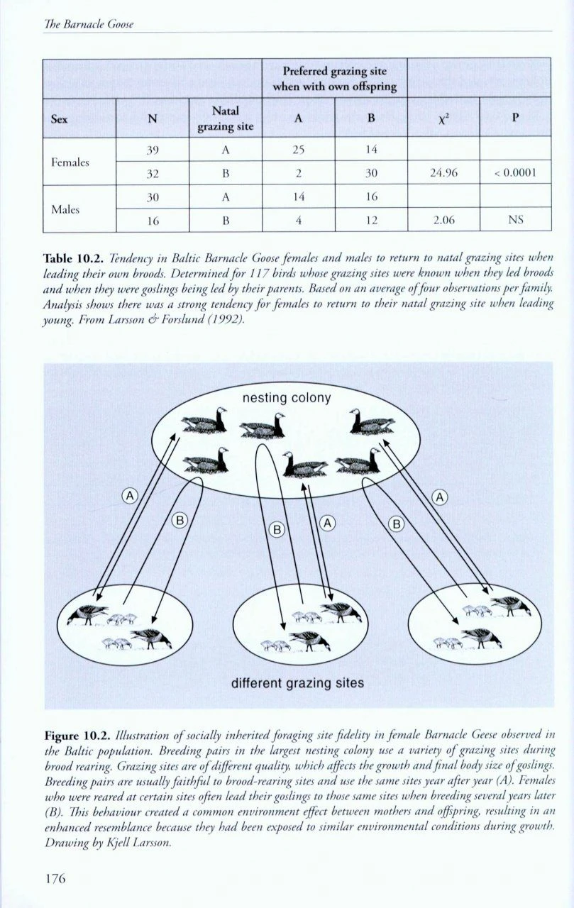The Barnacle Goose 6 The Barnacle Goose - Image 4