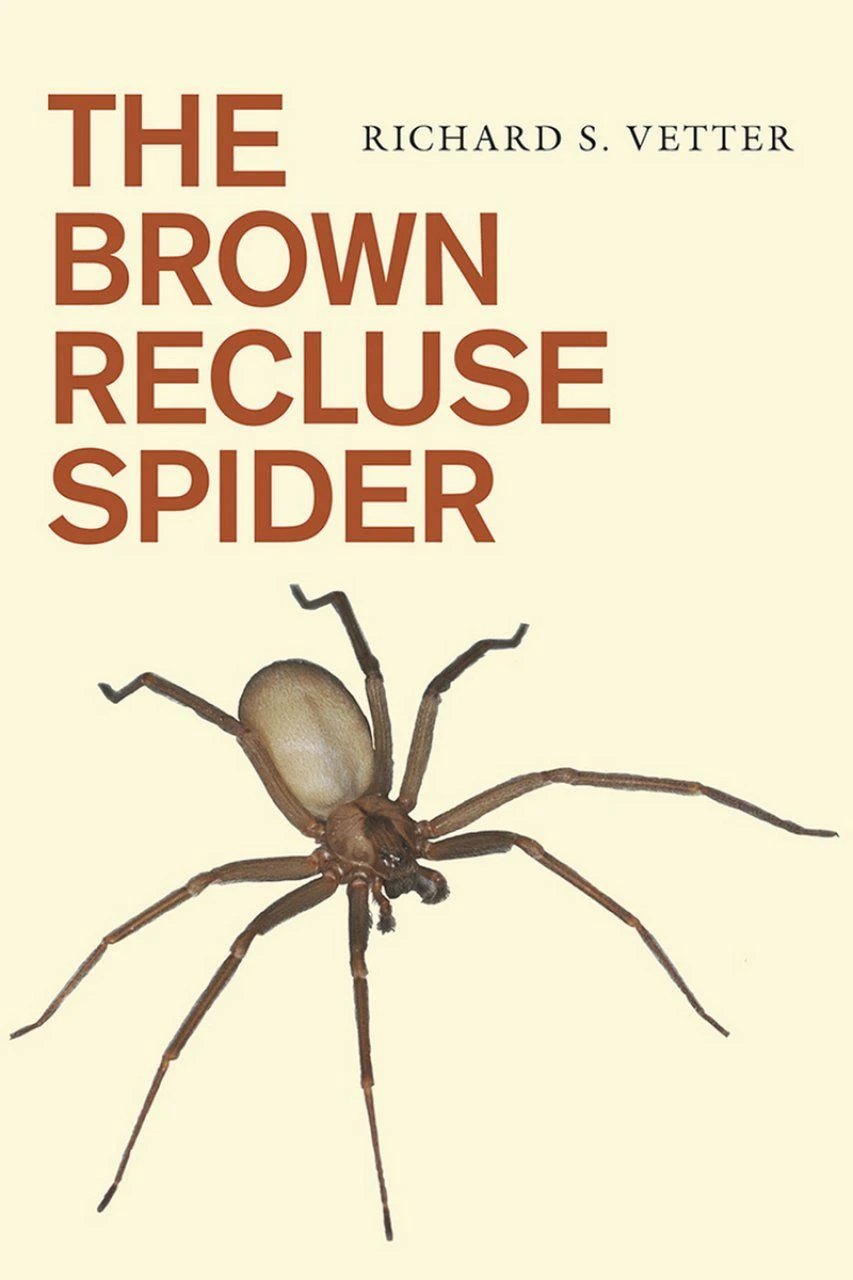 The Brown Recluse Spider 3 The Brown Recluse Spider