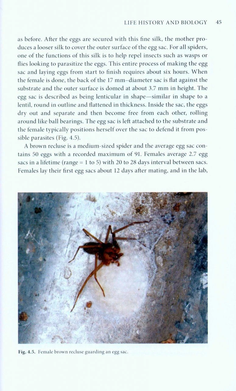 The Brown Recluse Spider 4 The Brown Recluse Spider - Image 2